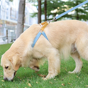 Elevate Your Pet's Style with Our Rainbow Colorblock Pet Harness Set