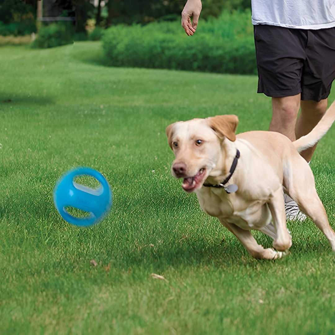 Fun Pet Toys For Active Playtime